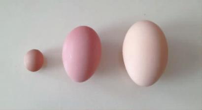 2只家养鸡产蛋：一只蛋小如桂圆 一只蛋大似鹅蛋(图北单足球官